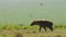 Hyena walking across grassland in lush landscape across the savannah, African Wildlife in Maasai Mar