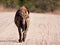 Hyena walking away