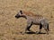 Hyena walking on the grass