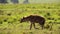 Hyena walking on luscious grass lush landscape, African Wildlife in Maasai Mara National Reserve, Ke