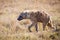 Hyena walking in Ngorongoro