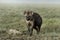 Hyena walking in Serengeti National Park