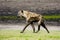Hyena Walking on Zambezi Flood Plains