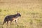 Hyena wandering the plains of Kenya