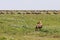 Hyena watching wildebeest