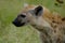 A hyena in the wild at the Kruger National Park in South Africa