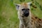 A hyena in the wild at the Kruger National Park in South Africa