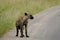 A hyena in the wild at the Kruger National Park in South Africa