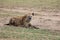 Hyena in the wild maasai mara