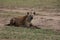 Hyena in the wild maasai mara