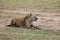 Hyena in the wild maasai mara