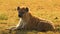 Hyena in Wild Nature, Africa, Wild Animal, Wildlife, Savanna
