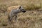 Hyena in wildlife