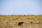Hyena Wildlife Animals Mammals at the savannah grassland wilderness hill shrubs great rift valley maasai mara national game