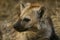 Hyena youngster curiously watching as it waits for its mother to bring food