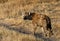 Hyenain in the morning, Masai Mara