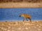 Hyenas - Etosha National Park - Namibia