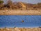Hyenas - Etosha National Park - Namibia