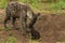 Hyenas in Kruger National Park in South Africa