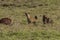 Hyenas in Ngorongoro crater