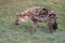 a hyenne walking through a grassy field in the wild