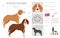 Hygen hound clipart. Different poses, coat colors set