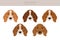 Hygen hound clipart. Different poses, coat colors set