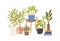 Hygge composition of hand drawn houseplant in flowerpots. Cozy scene with funny cat sitting near potted plants. Flat