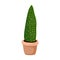 Hygge potted cactus plant. Sansevieria snake plant. Cozy lagom scandinavian style succulent isolated image. Mother-in-law`s tongu
