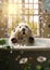 Hygiene dog soap pet clean animal care water shower cute bathroom wet shampoo