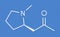 Hygrine coca alkaloid molecule. Skeletal formula.