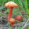 Hygrocybe coccinea mushroom