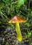 Hygrocybe conica