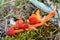 Hygrocybe conica mushroom