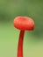 Hygrocybe miniata bright red waxcap