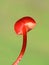 Hygrocybe miniata bright red waxcap