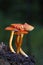 Hygrocybe miniata,commonly known as the vermilion waxcap,bright red or red-orange mushroom of the waxcap genus Hygrocybe.