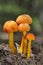 Hygrocybe miniata,commonly known as the vermilion waxcap,bright red or red-orange mushroom of the waxcap genus Hygrocybe