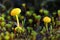 Hygrocybe vitellina. Small mushrooms among a moss