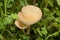 Hygrophoropsis aurantiaca