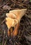 Hygrophoropsis aurantiaca, commonly known as the false chanterelle