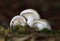 Hygrophorus agathosmus is commonly known as the gray almond waxy cap, or the almond woodwax