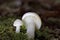 Hygrophorus agathosmus is commonly known as the gray almond waxy cap, or the almond woodwax