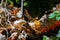 Hygrophorus agathosmus with leaves in wild forest