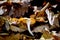 Hygrophorus agathosmus with leaves in wild forest