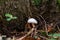 Hygrophorus eburneus Ivory snail mushroom fungus in colourful autumn forest