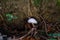 Hygrophorus eburneus Ivory snail mushroom fungus in colourful autumn forest