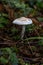 Hygrophorus Mushroom