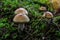 Hygrophorus olivaceoalbus, known as the olive wax cap, wild mushrooms