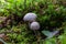 Hygrophorus olivaceoalbus, known as the olive wax cap, wild mushrooms